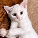 大きな目で美しくて可愛くて超超甘えっ子のモネ姫