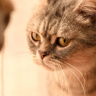 パトラ♡しあわせにゃんこになりました