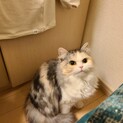 狭いところでストレスを感じてしまうため遊びが喧嘩に