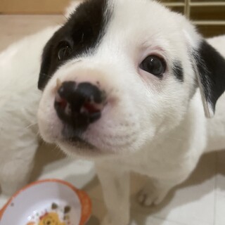 【小平市】元気な子犬！ピカソくん