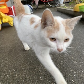 里親募集　可愛がって下さる方