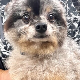 21-M738　ブルマールのポメちゃん♪