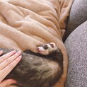 大事に育ててくれる方をゆっくり探したいです