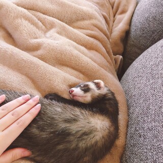 大事に育ててくれる方をゆっくり探したいです