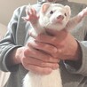 大事に育ててくれる方をゆっくり探したいです サムネイル2