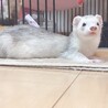 大事に育ててくれる方をゆっくり探したいです サムネイル3