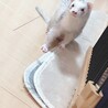 大事に育ててくれる方をゆっくり探したいです サムネイル4