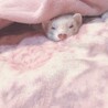 大事に育ててくれる方をゆっくり探したいです サムネイル5