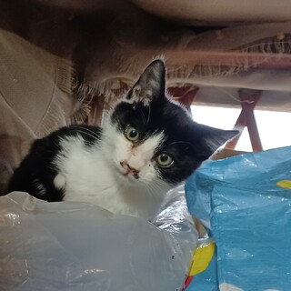 白黒の〝ギズモ君〟です！