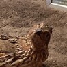 ピーナッツ3