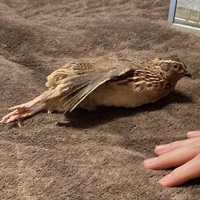 ピーナッツ3のカバー写真