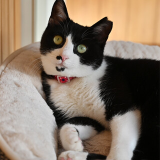 毛艶ピカピカ黒白女子、きなこちゃんです！