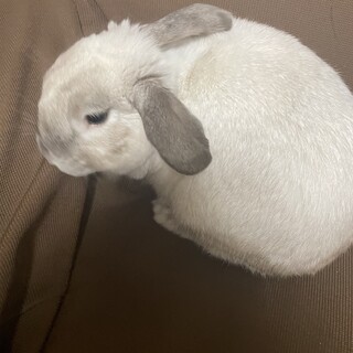 ウサギ、ネザーランド、ドワーフミックス