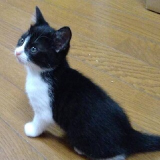 9/13生まれ　2ヶ月ハチワレ兄妹