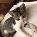 生後1、5ヶ月キジシロちゃん