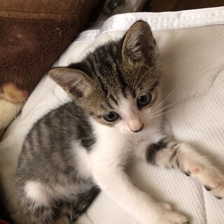 生後1、5ヶ月キジシロちゃん