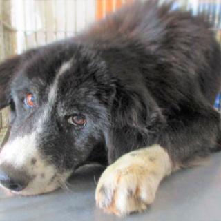 ◆可愛い犬(多数収容中)◆を家族に迎えませんか？