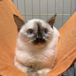 11型28日は予約制譲渡会