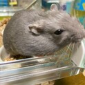 ロシアンブルーハムスター、里親募集します。