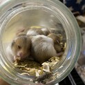 ハムスター　4匹の子がパパママを待ってます！
