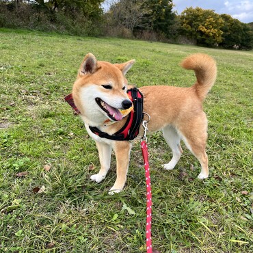 の写真