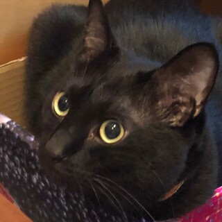  穏やかで甘えん坊のメロンくん