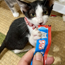 稲ねこ　保護猫譲渡会　開催です！ サムネイル3