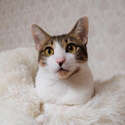 稲ねこ　保護猫譲渡会　開催です！ サムネイル2