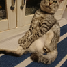 なでなでしてくれないかな〜？って顔してる