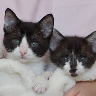 募集一時停止♡甘々♡黒白兄弟