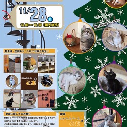 にゃんスペースとあ　ねこの譲渡会お見合い会