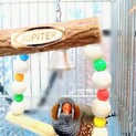 錦花鳥 ０歳男の子です。
