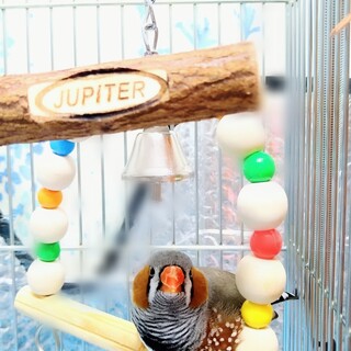 錦花鳥 ０歳男の子です。