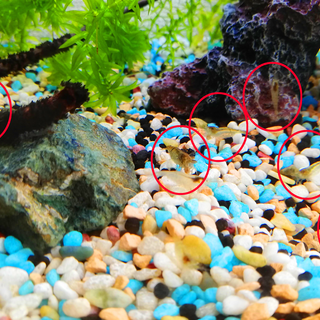 エビ、グッピー、カタツムリ！