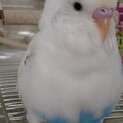セキセイインコの男の子