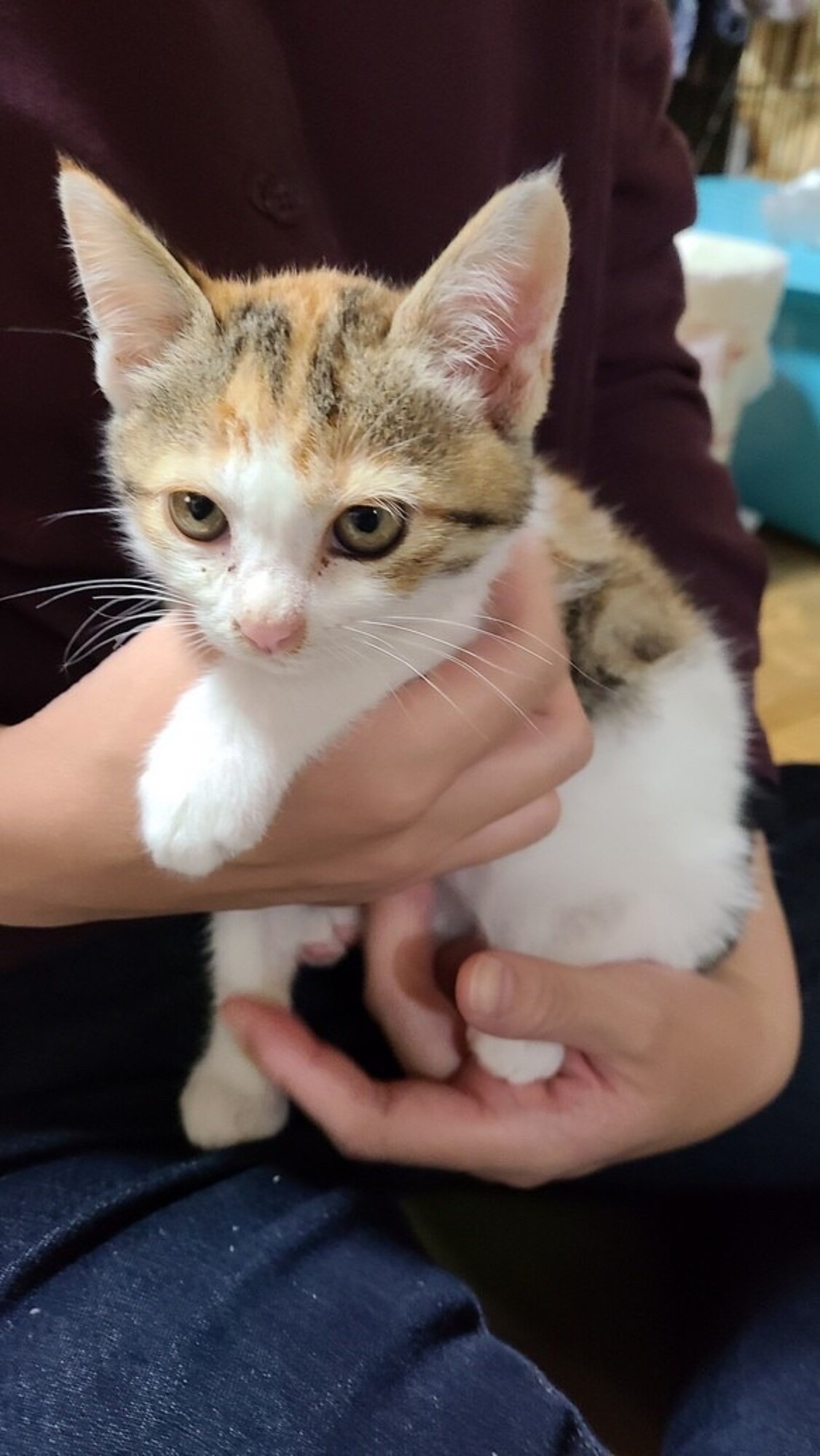 三毛のおんにゃの子」京都府 - 猫の里親募集(393449) 1枚目の画像 