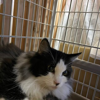 【募集停止中】愛らしいノルウェージャンの女の子