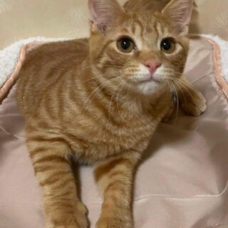 ★茶トラツインズ☆健康優良男子　ココ君★★