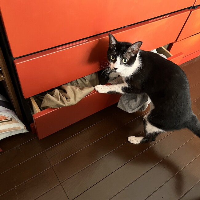 ナースちゃんのカバー写真