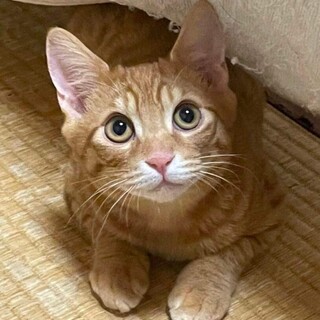 ★茶トラツインズ☆ころんころん体型☆ナッツ君★