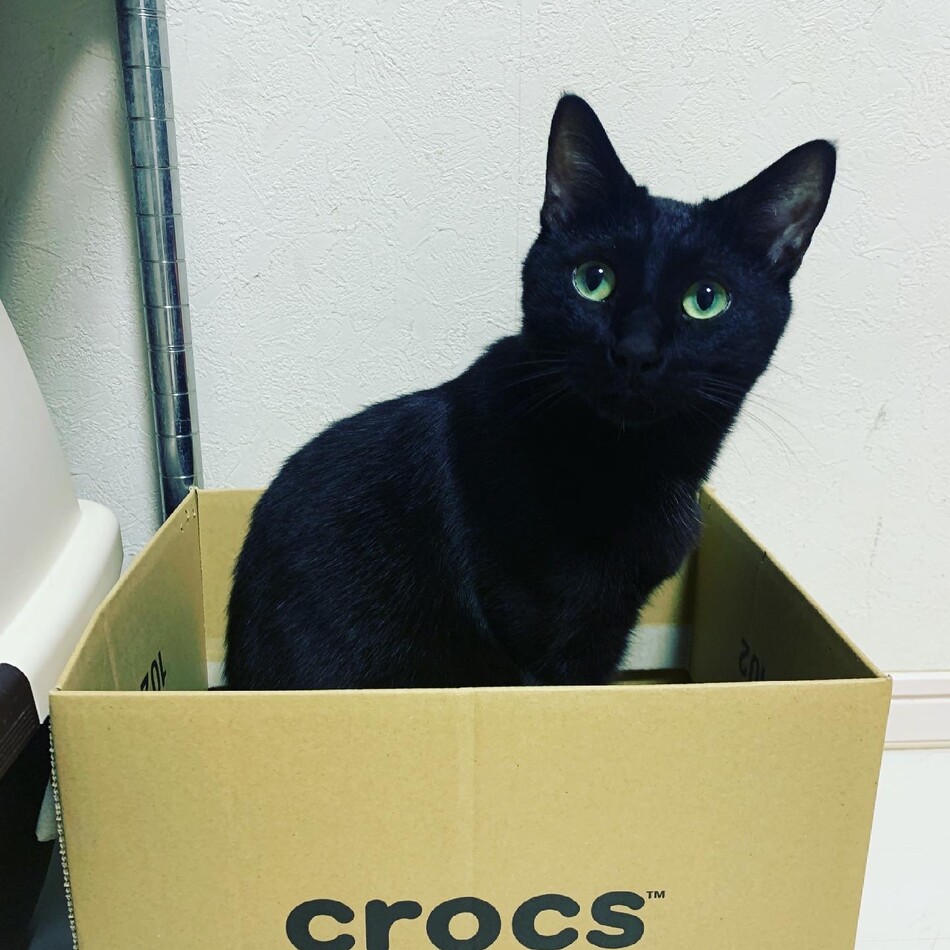 さすけのカバー写真