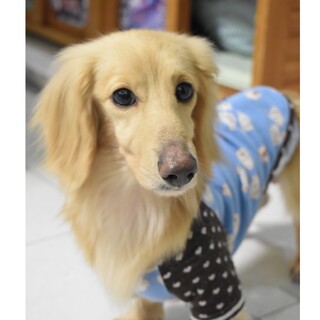 Mダックス 推定7歳位♂仮名☆希睦（のぞむ）