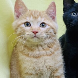 ふわふわ茶トラ子猫♂