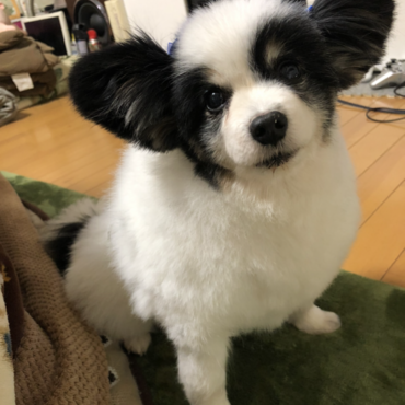 以前飼っていたパピヨンの