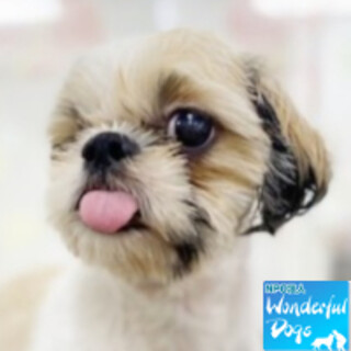 「ワンエイティ」シーズー♀