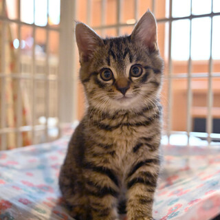 モフモフ兄弟キジトラちゃんです