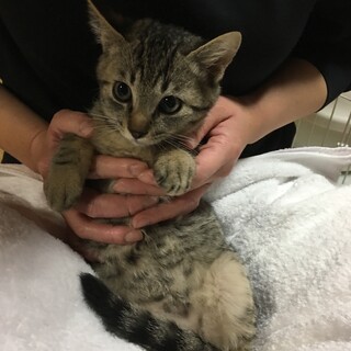 2ヵ月の人懐っこいキジトラの男の子