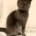 至急里親様募集！ビビりな猫ちゃんです。