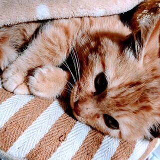 可愛い茶トラの男の仔です。