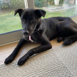 慣れると常に一緒にいたいタイプ